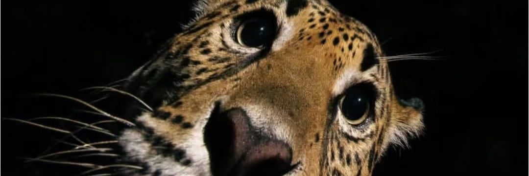 疯狂的苦茶 banner