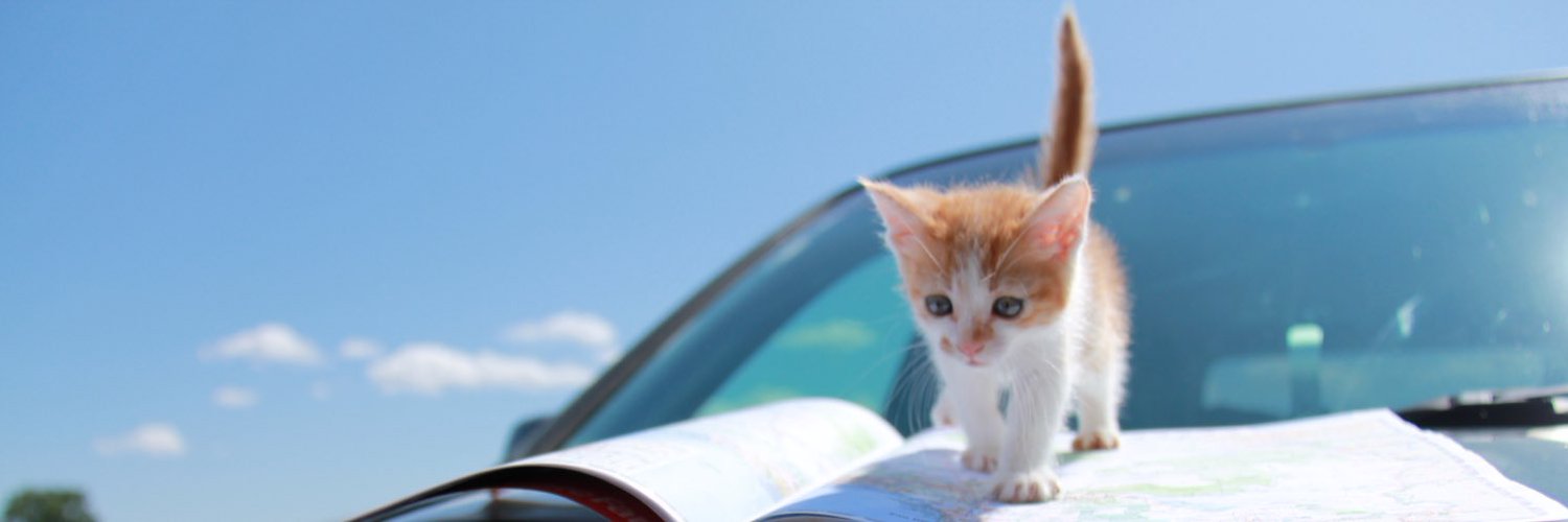 brookekova's profile banner image