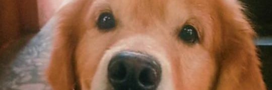 diasvin's profile banner image