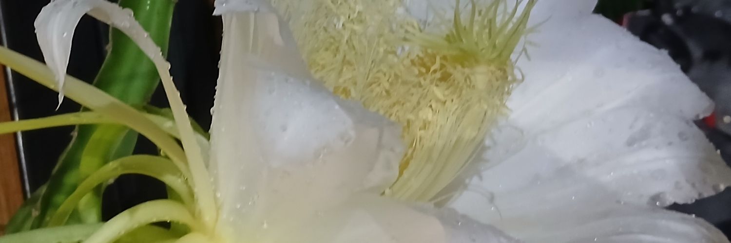 Chkhun8's profile banner image