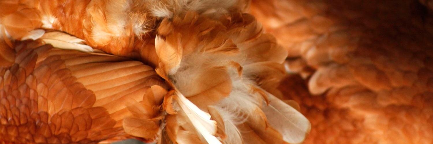 Hoaxfish's profile banner image