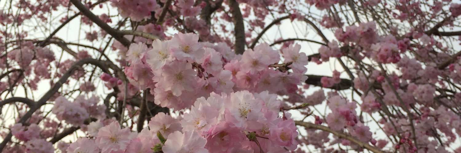 Alex Sulé 👩🏻‍🌾 banner