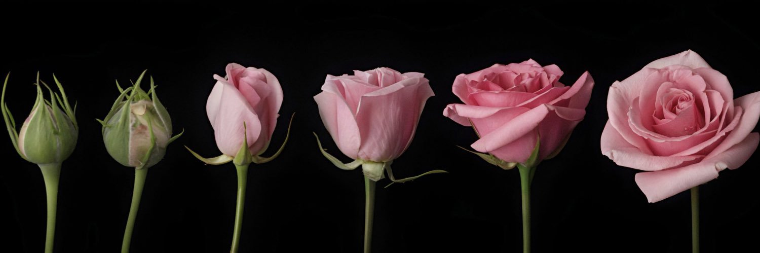 jackylissethh's profile banner image