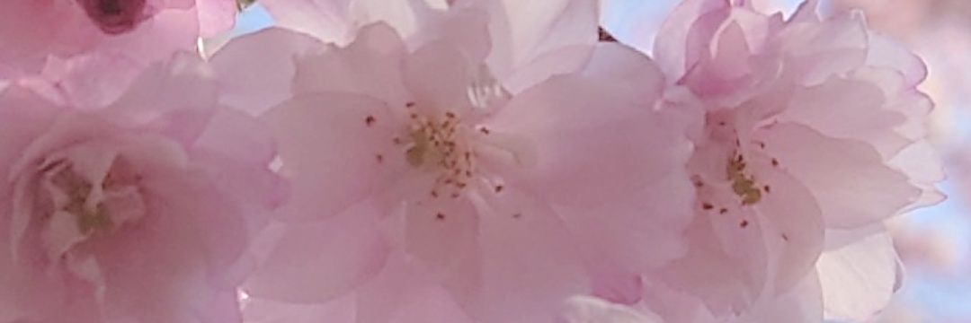 Sasa_ny's profile banner image