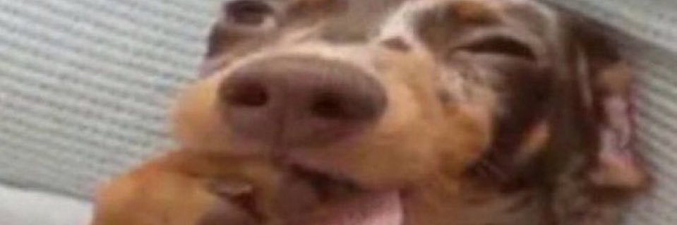 dez banner