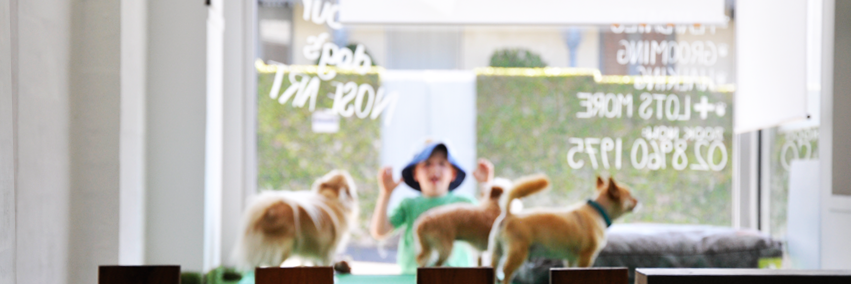 PawsofFun's profile banner image
