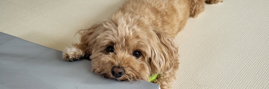 some/MemeMax⚡️/(❖,❖) banner