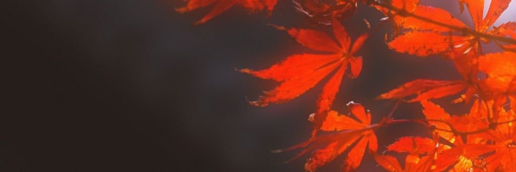(ถอน) 🐹🍁 banner