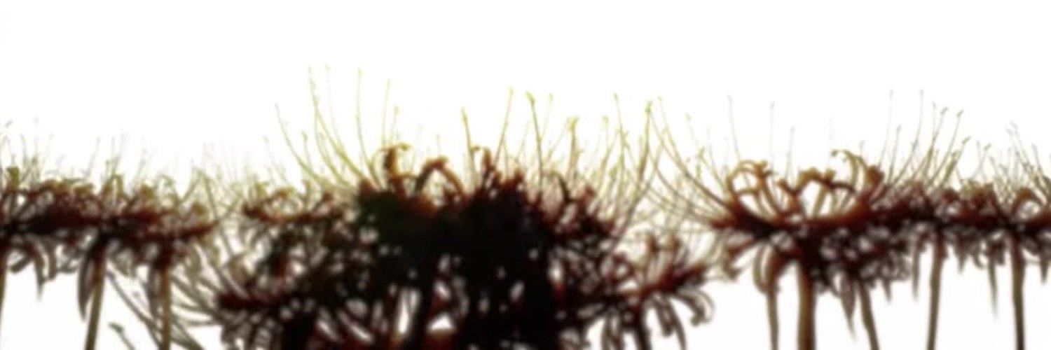AlisonRama26322's profile banner image