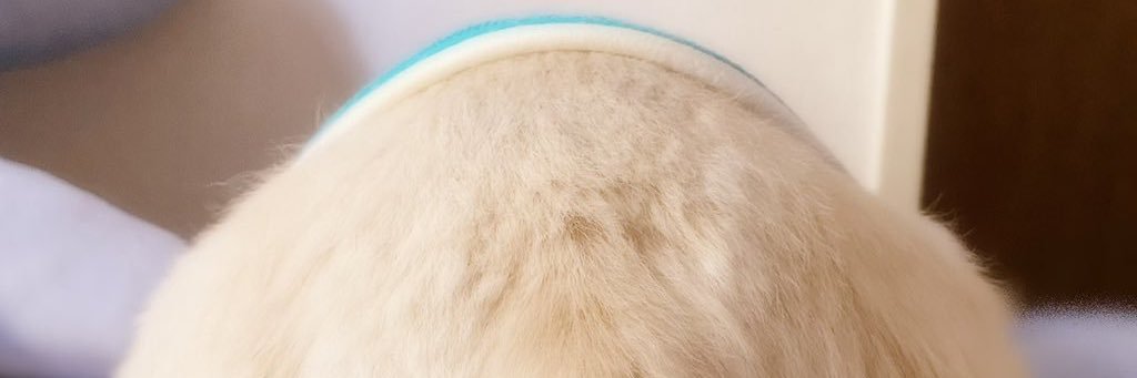 がぶ。 banner