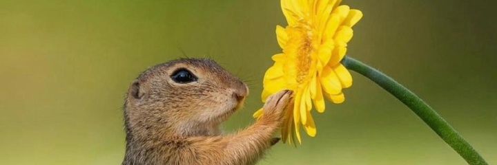 I am Innocent banner