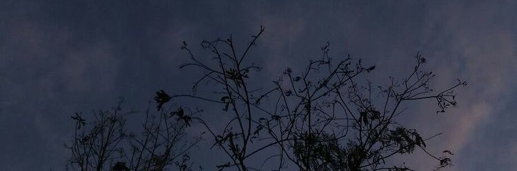 🕷️ banner
