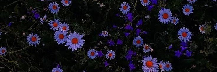 ___Dani98's profile banner image