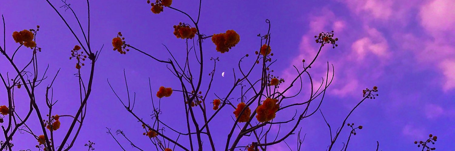 li 🌻 banner
