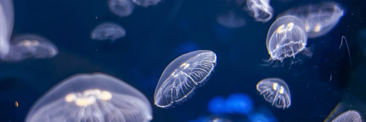 ᵃ banner