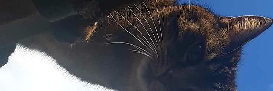 mirjam banner