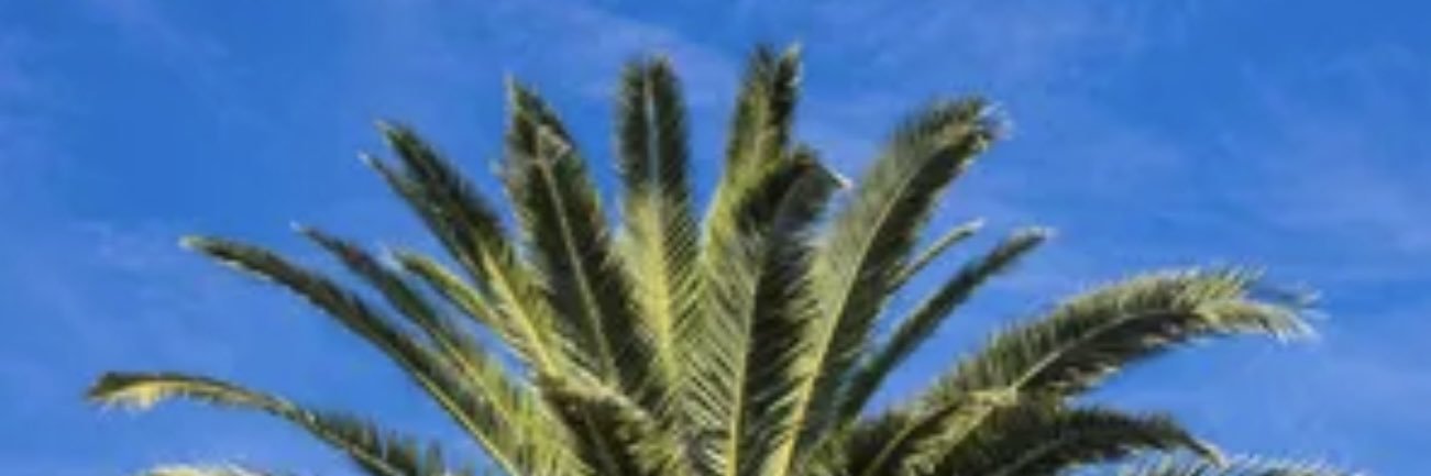 ShalanAla46943's profile banner image