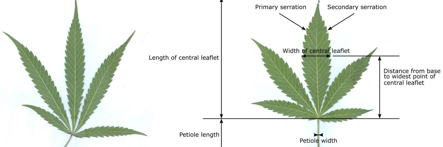 Five Finger Leaf banner