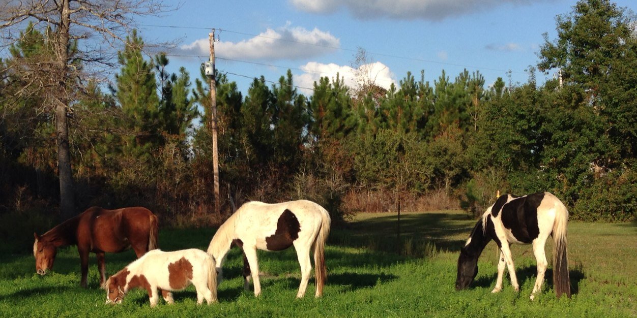 Meri Blankenship banner