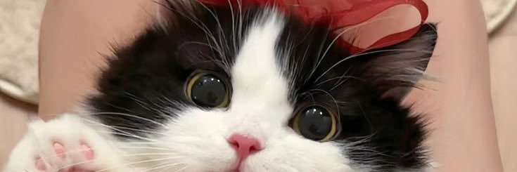 Mimanchistar's profile banner image