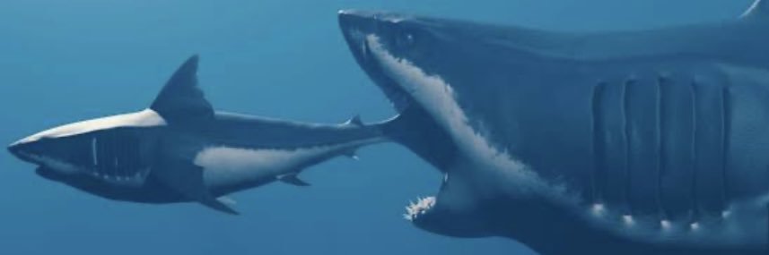 The Meg banner