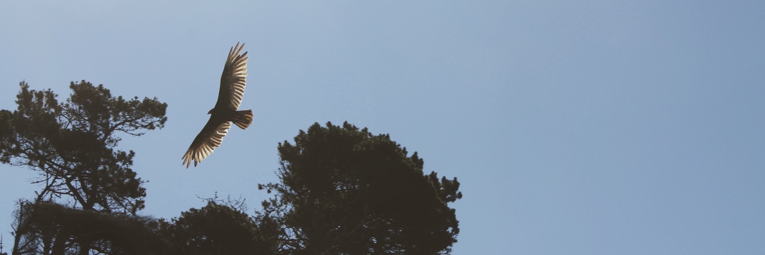 SteinbachSyd's profile banner image