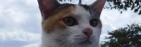 りもーね🍆 banner