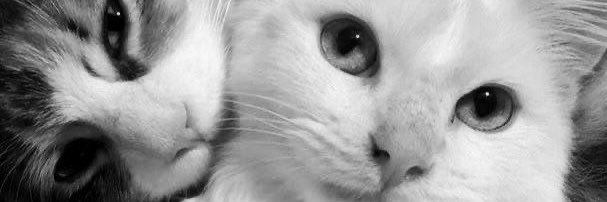 nichi banner