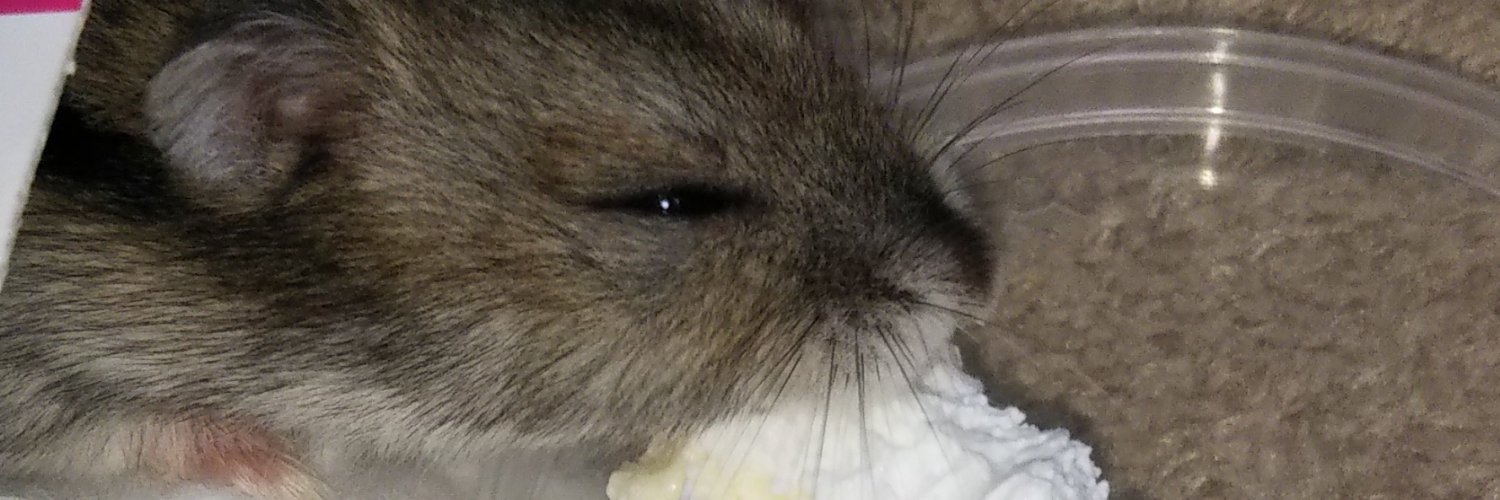 ゆきちゃん🐹 banner