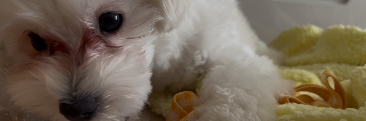 rinrin240623's profile banner image