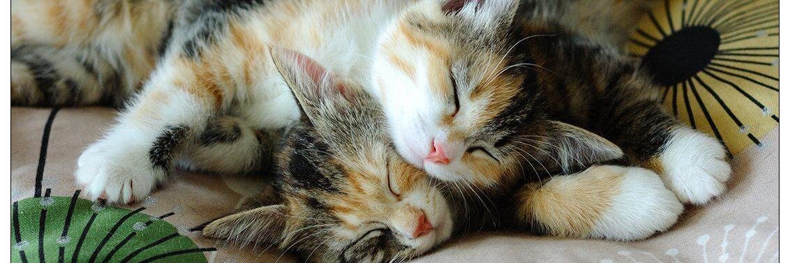 crazycatvalou banner