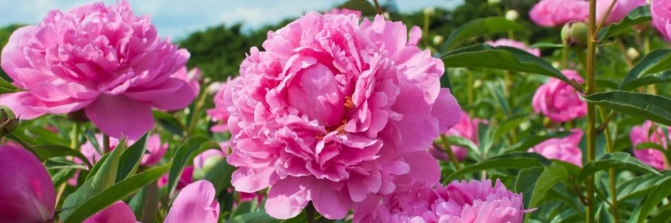 💕 Webzie 💕 banner