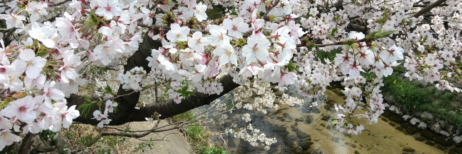 くろすんすん banner