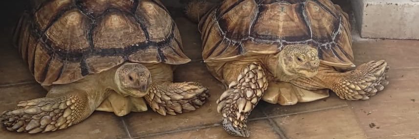 龟仙人🐢 banner