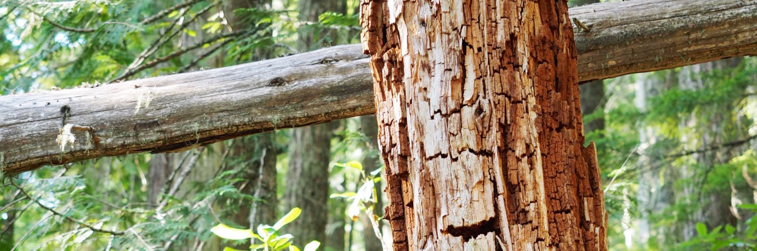 Yolo Swaggins banner