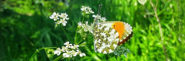 Natures_Voice Profile Banner