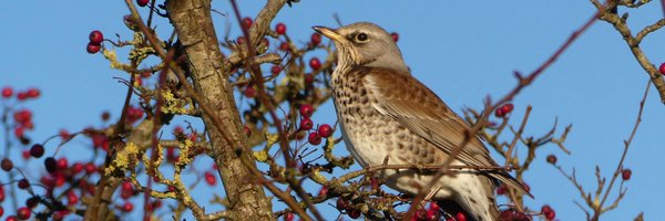 Natures_Voice Profile Banner