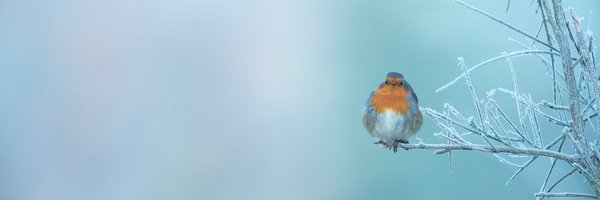 Natures_Voice Profile Banner