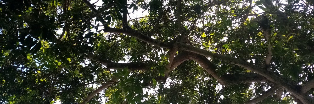 Sheis98's profile banner image