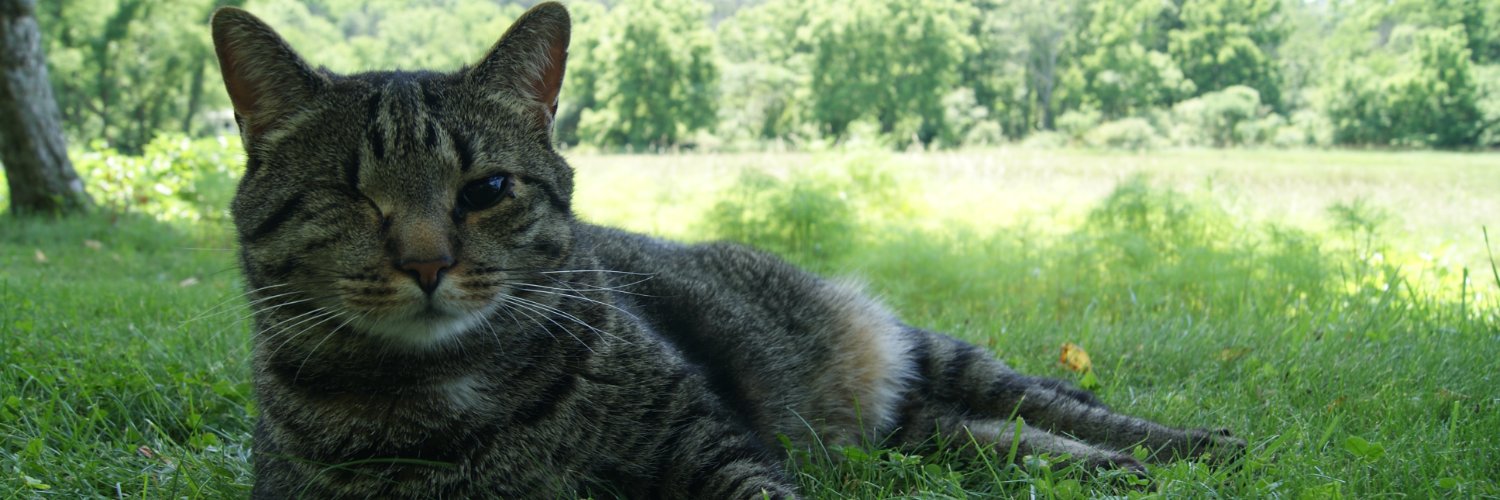 Edward Letkiewicz banner