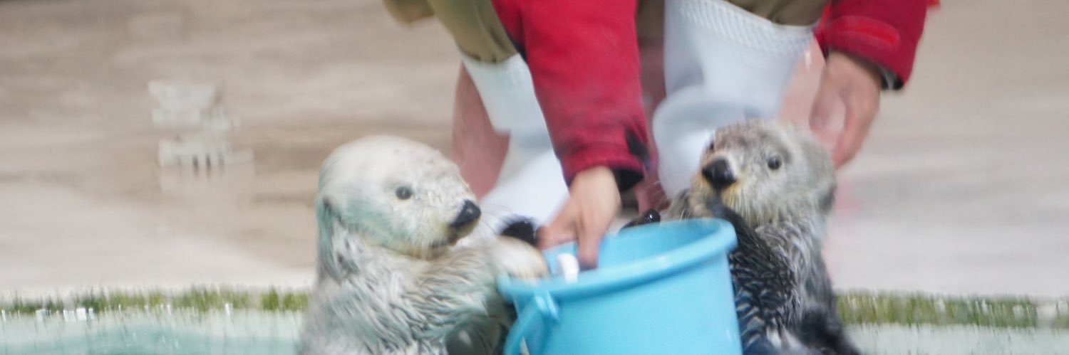 saki_animals's profile banner image