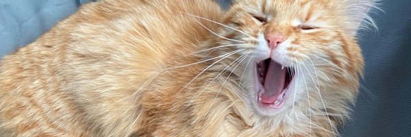 DusiyerP Profile Banner