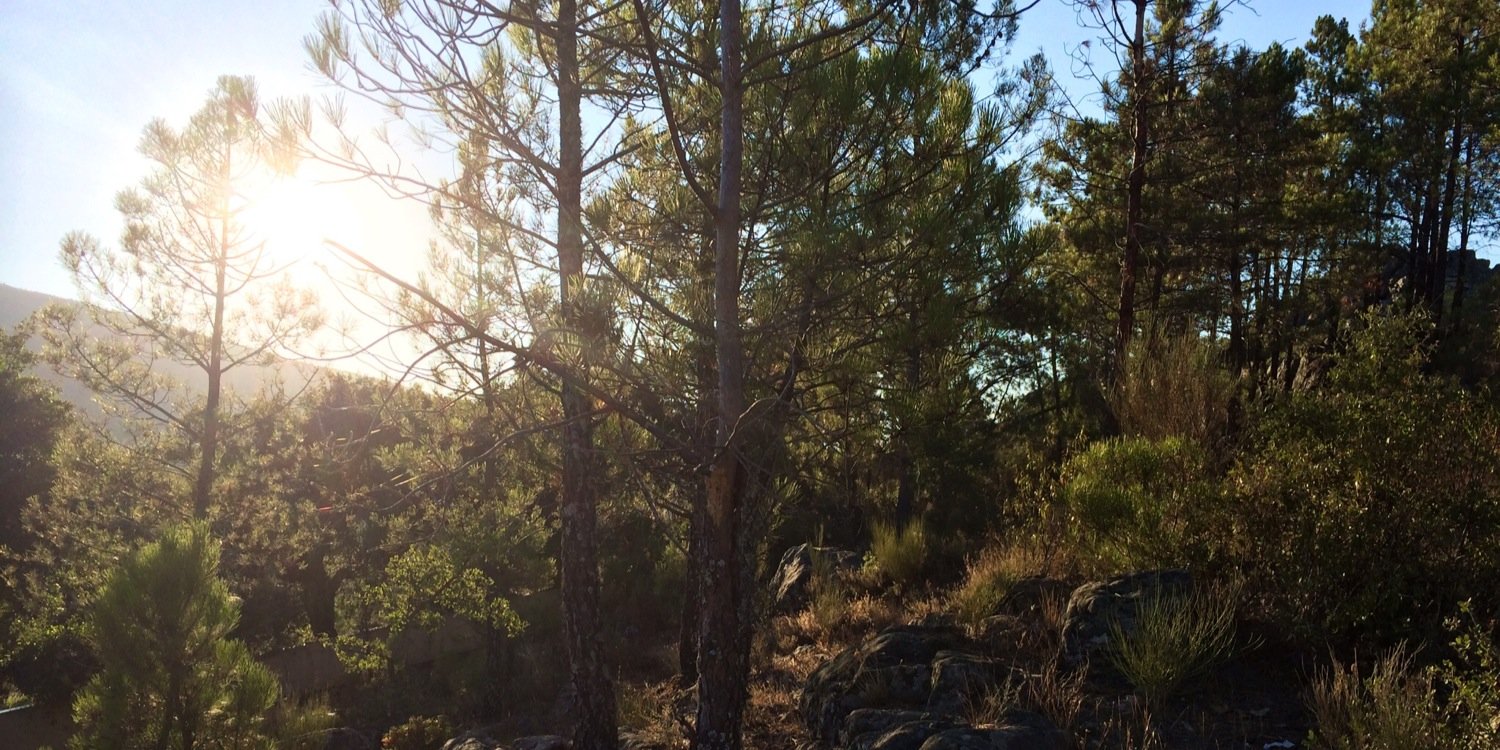 AlbaCarballo's profile banner image