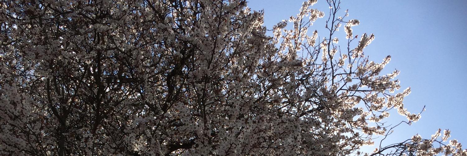 Katie Woolger 💙 banner