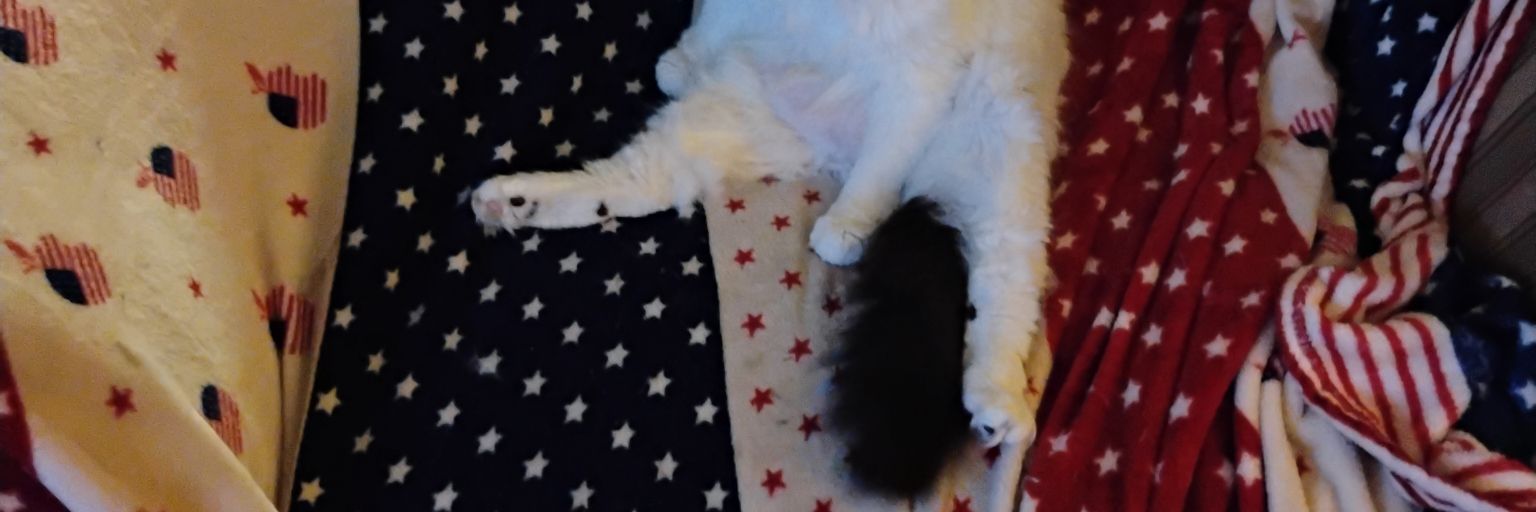 FattyKween's profile banner image