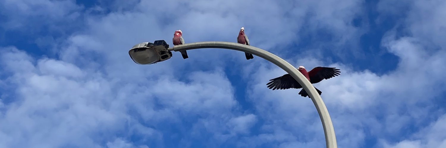 Daniel Lim banner