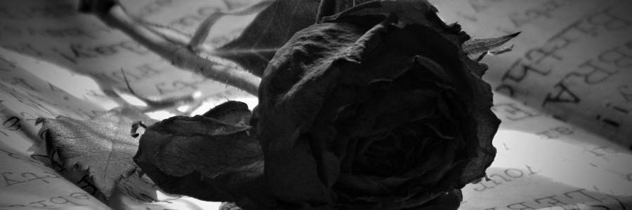 alinicolemary's profile banner image