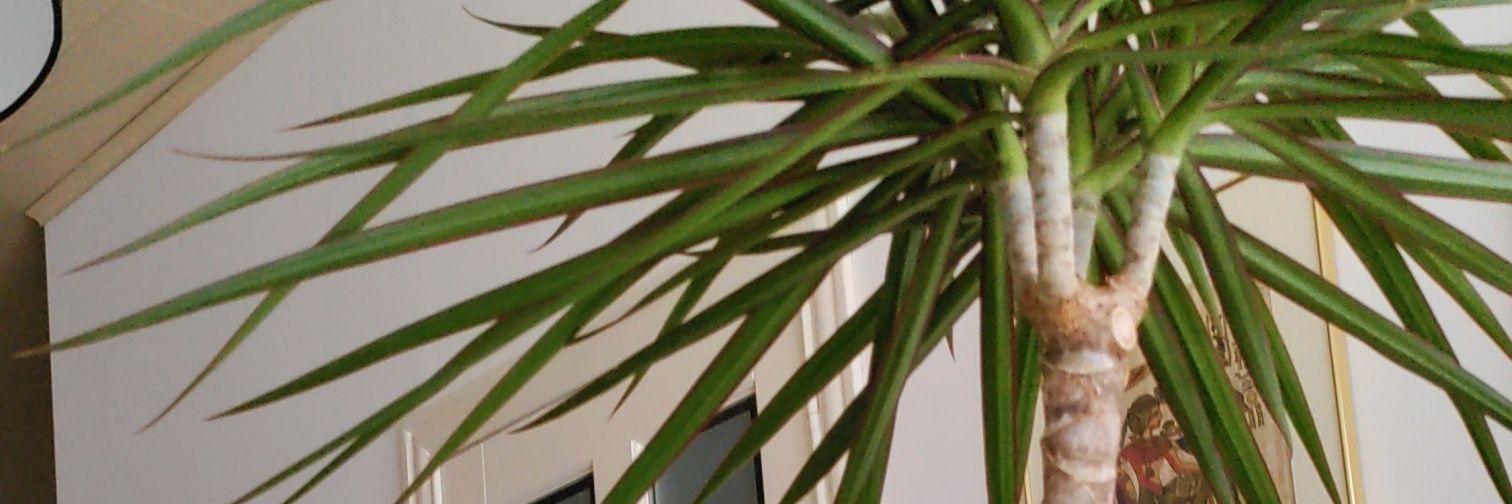 🏳️‍🌈 kenneth 🏳️‍🌈. 🇧🇪 banner