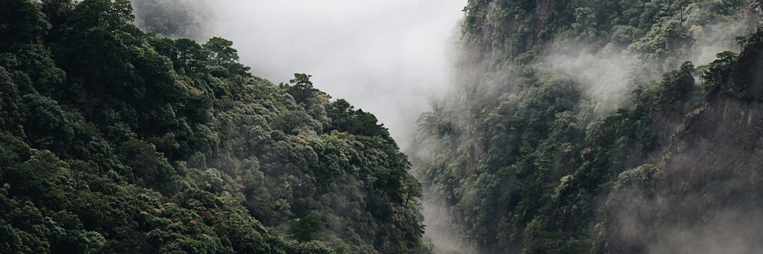 fork in the damn kitty ✨ banner