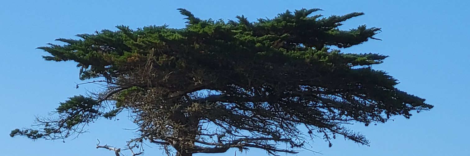 Steve Squires banner